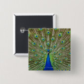 Peacock met haar veren vierkante button 5,1 cm (Voorkant /achterkant)