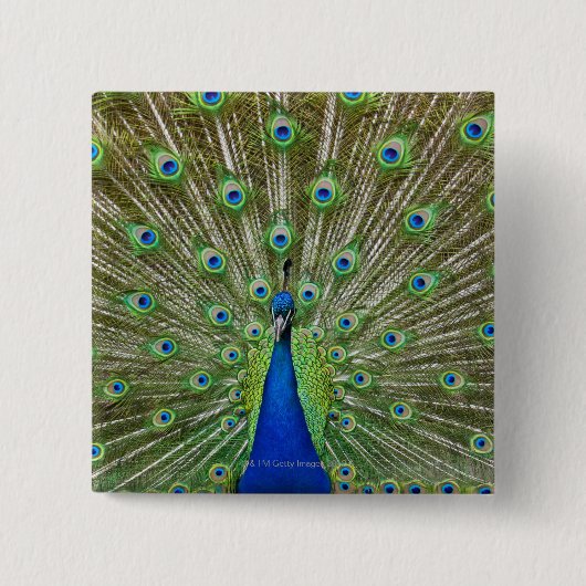 Peacock met haar veren vierkante button 5,1 cm (Voorkant)