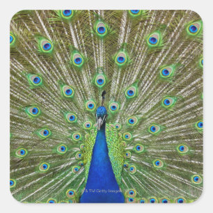 Peacock met haar veren vierkante sticker