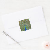Peacock met haar veren vierkante sticker (Envelop)