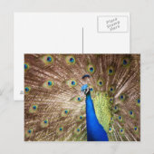 Peacock met plumage briefkaart (Voorkant / Achterkant)