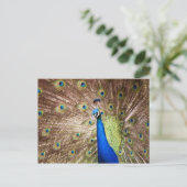 Peacock met plumage briefkaart (Staand voorkant)