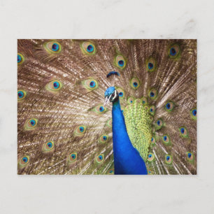 Peacock met plumage briefkaart