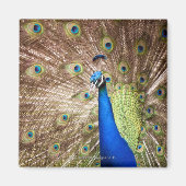 Peacock met plumage magneet (Voorkant)