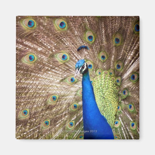 Peacock met plumage magneet (Voorkant)