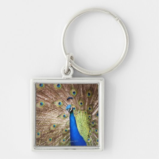 Peacock met plumage sleutelhanger (Voorkant)