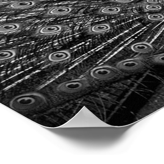 Peacock met staartspreiding poster (Hoek)