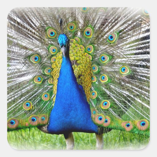 Peacock met staartveren T-shirt Vierkante Sticker (Voorkant)