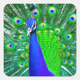 Peacock met ventilatorstaart vierkante sticker