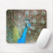 Peacock met veren uit - mannenvogel - Foto Muismat (Met muis)