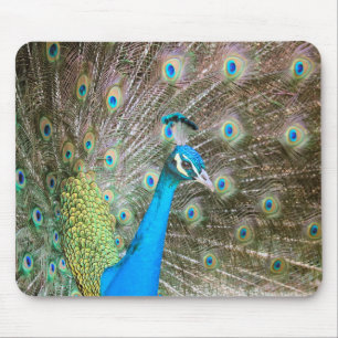 Peacock met veren uit - mannenvogel - Foto Muismat