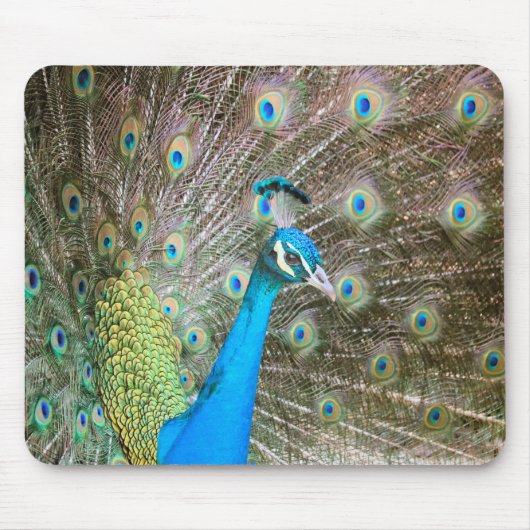 Peacock met veren uit - mannenvogel - Foto Muismat (Voorkant)