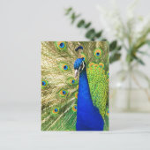 Peacock met zijn kleurrijke plumage briefkaart (Staand voorkant)