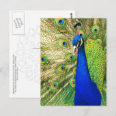 Peacock met zijn kleurrijke plumage briefkaart (Voorkant / Achterkant)