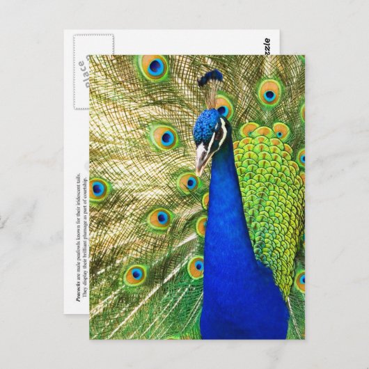 Peacock met zijn kleurrijke plumage briefkaart (Voorkant / Achterkant)