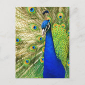Peacock met zijn kleurrijke plumage briefkaart (Voorkant)