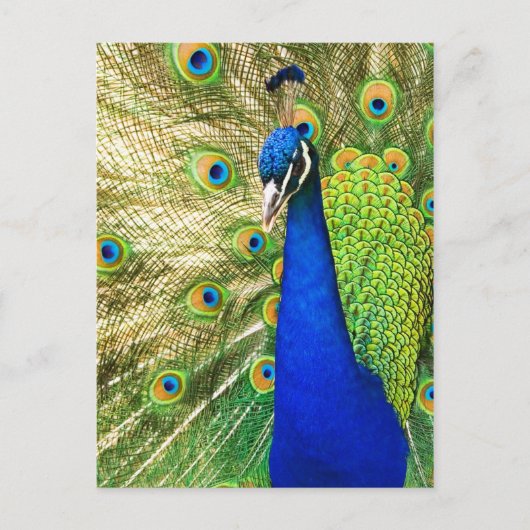 Peacock met zijn kleurrijke plumage briefkaart (Voorkant)