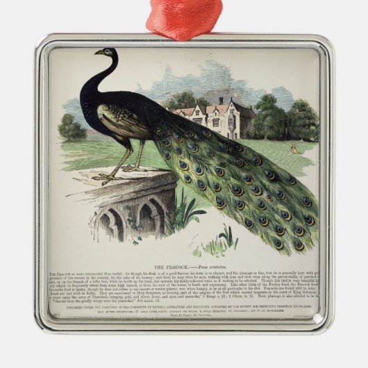 Peacock Metalen Ornament (Voorkant)
