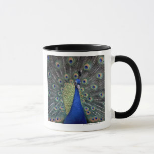 Peacock Mok