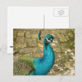 Peacock Mooie Natuur Fotografie Briefkaart (Voorkant / Achterkant)