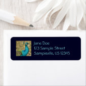 Peacock Mooie Natuur Fotografie Etiket (Insitu)