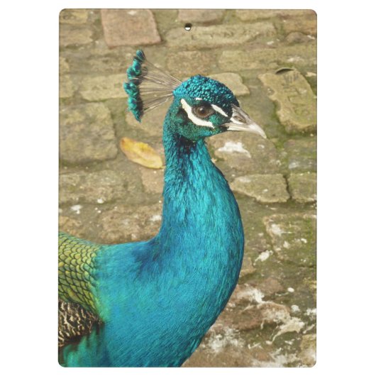 Peacock Mooie Natuur Fotografie Klembord (Achterkant)