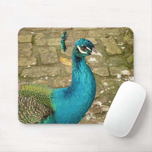 Peacock Mooie Natuur Fotografie Muismat (Met muis)