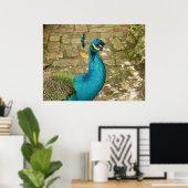 Peacock Mooie Natuur Fotografie Poster (Thuiskantoor)