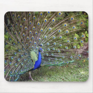 Peacock Mousepad Muismat