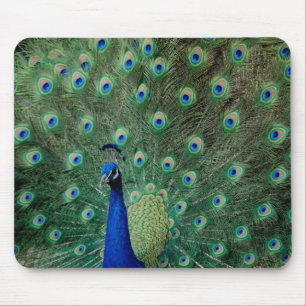 Peacock, mousepad muismat