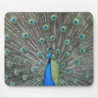 Peacock Mousepad Muismat