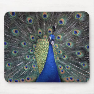 Peacock Muismat