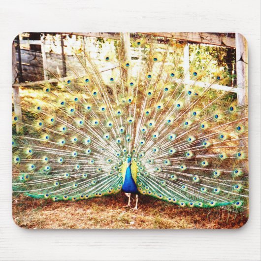 Peacock-Muismat Muismat (Voorkant)