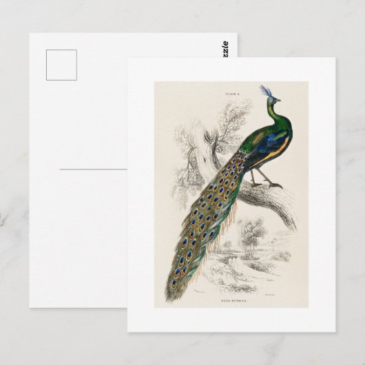  Peacock Natuurhistorisch Print Briefkaart (Voorkant / Achterkant)