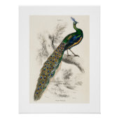  Peacock Natuurhistorisch Print Perfect Poster (Voorkant)