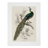  Peacock Natuurhistorisch Print
