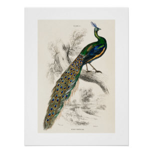 Peacock Natuurhistorisch Print Perfect Poster