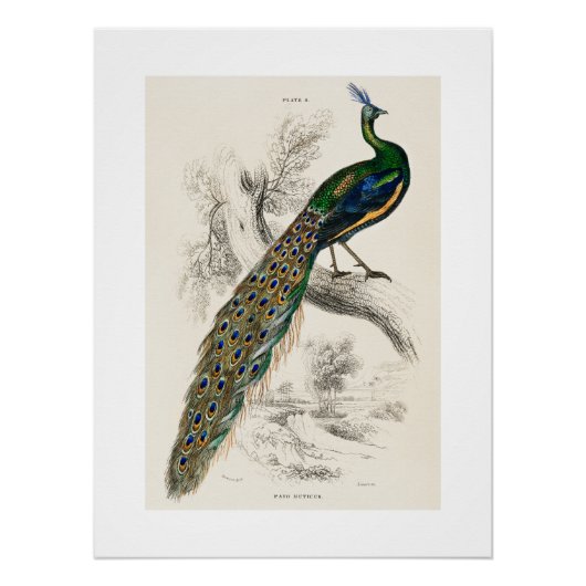  Peacock Natuurhistorisch Print Perfect Poster (Voorkant)