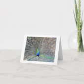 Peacock Note Kaart (Voorkant)