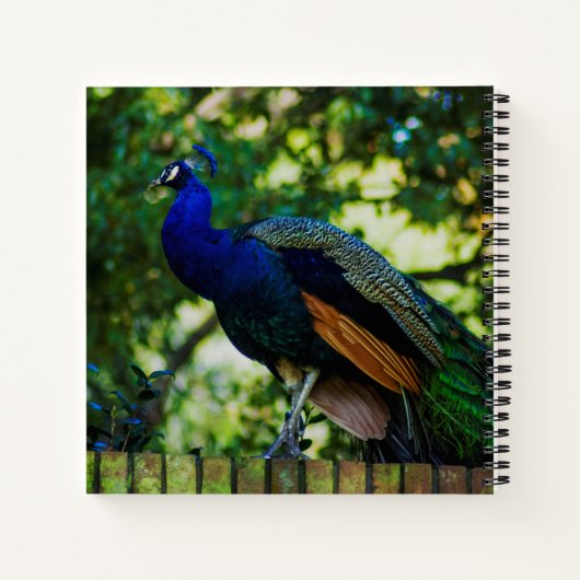 Peacock Notitieboek (Achterkant)