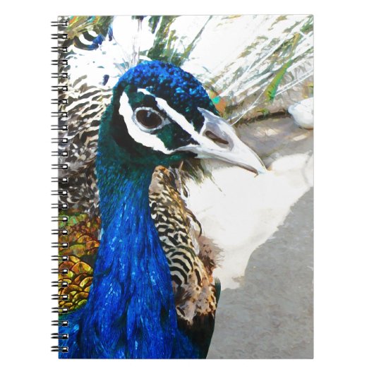 Peacock Notitieboek (Voorkant)