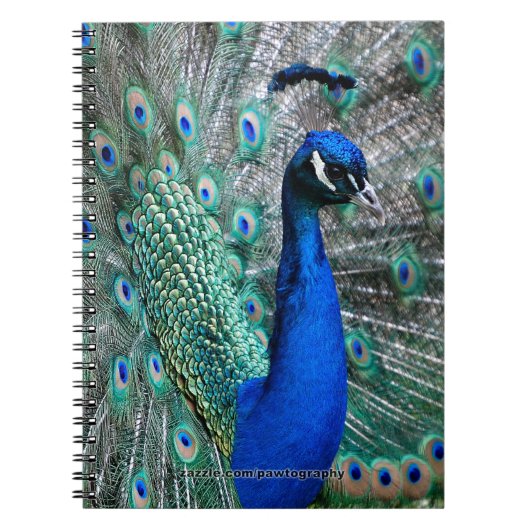 Peacock Notitieboek (Voorkant)