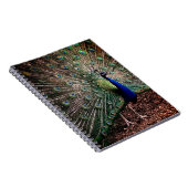 Peacock Notitieboek (Rechterzijde)