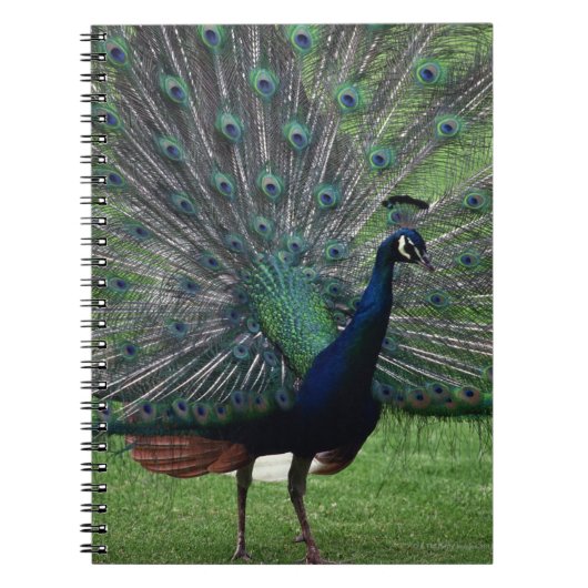 Peacock Notitieboek (Voorkant)