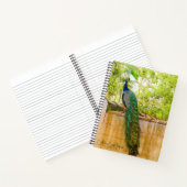 Peacock Notitieboek 1 (Binnen)