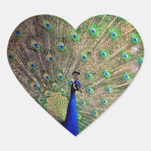 Peacock ,on boerderij hart sticker