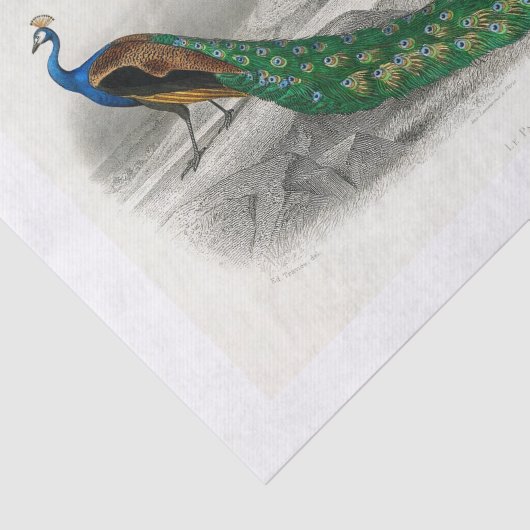 Peacock-ontkoppelpapier Tissuepapier (Detail)