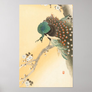 Peacock op Cherry Blossom Tree beroemd gemaakt doo Poster