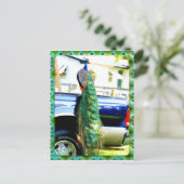 Peacock op een Briefkaart van de Bestelwagen (Staand voorkant)