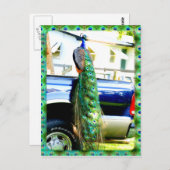 Peacock op een Briefkaart van de Bestelwagen (Voorkant / Achterkant)